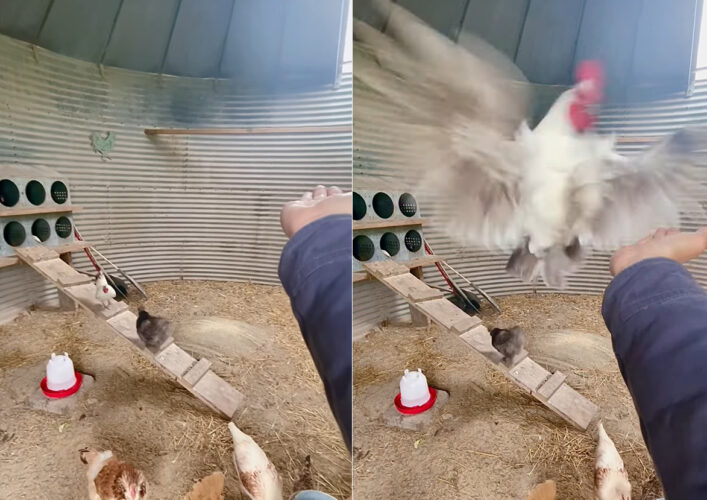 ニワトリは飛べない鳥？いいえ、これだけ跳べるんです！！