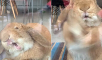 窓をガシガシかじろうとしたりバンバン高速で叩いてみたり・・。どうやら「ごはんちょうだい」とアピール中のようです【海外・動画】