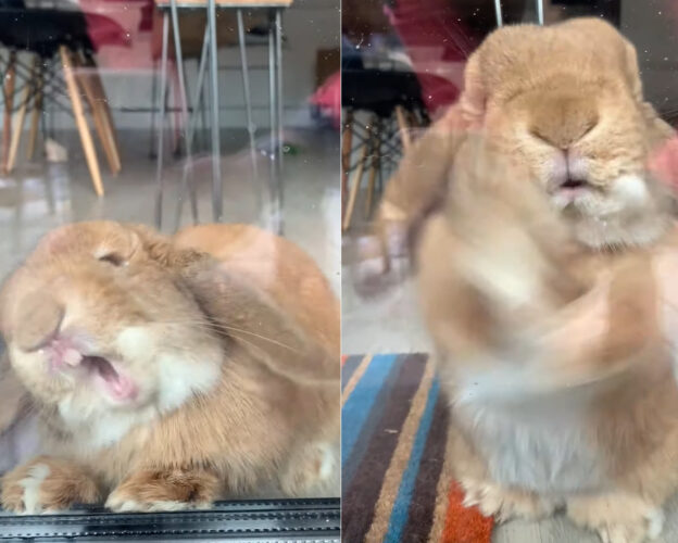 窓をガシガシかじろうとしたりバンバン高速で叩いてみたり・・。どうやら「ごはんちょうだい」とアピール中のようです【海外・動画】