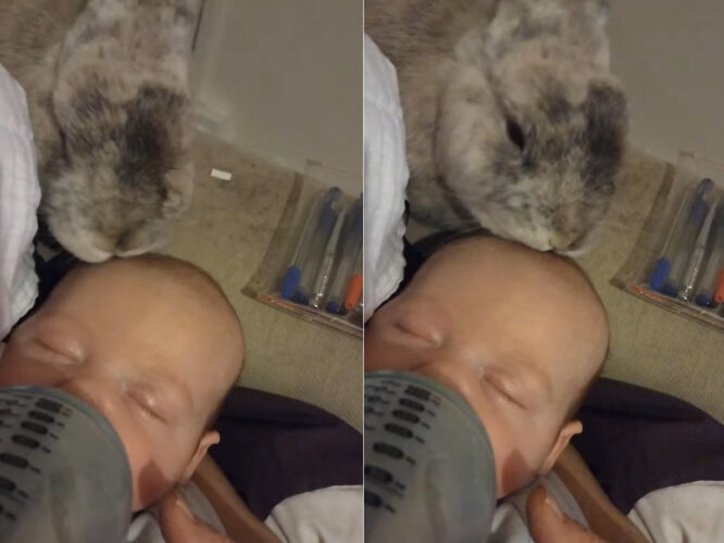 ウサギは赤ちゃんが大好き！ずっと離れず赤ちゃんにグルーミングをしています【海外・動画】