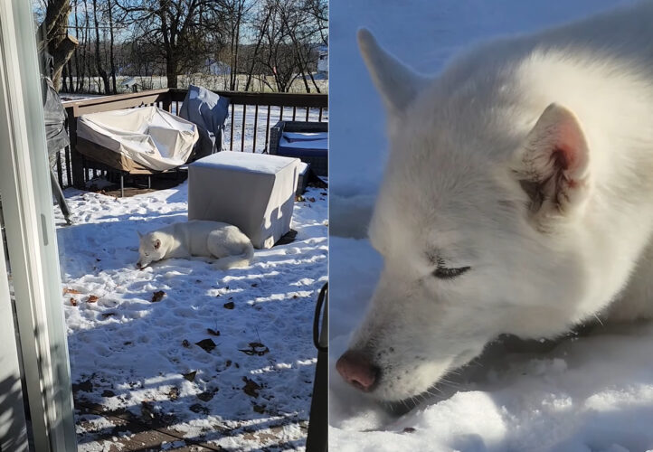 雪が降った後の庭にうずくまるハスキー犬。これでも雪を楽しんでいるようですよ？【アメリカ・動画】