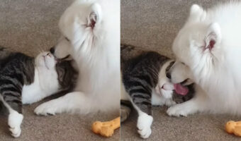 猫はとっても甘え上手？愛犬に顔をスリスリしたり、グルーミングしてもらってゴキゲンそうです