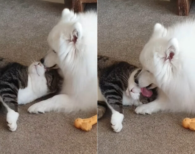 猫はとっても甘え上手？愛犬に顔をスリスリしたり、グルーミングしてもらってゴキゲンそうです