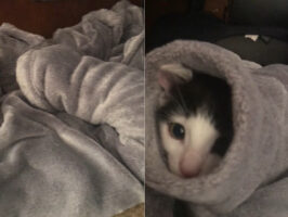 子猫が潜り込んだのは、飼い主さんのセーターの袖口！？暖かいしもこもこしているしで気持ちよかったのかな？【海外・動画】