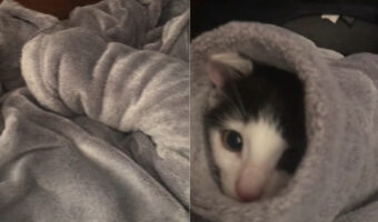 子猫が潜り込んだのは、飼い主さんのセーターの袖口！？暖かいしもこもこしているしで気持ちよかったのかな？【海外・動画】