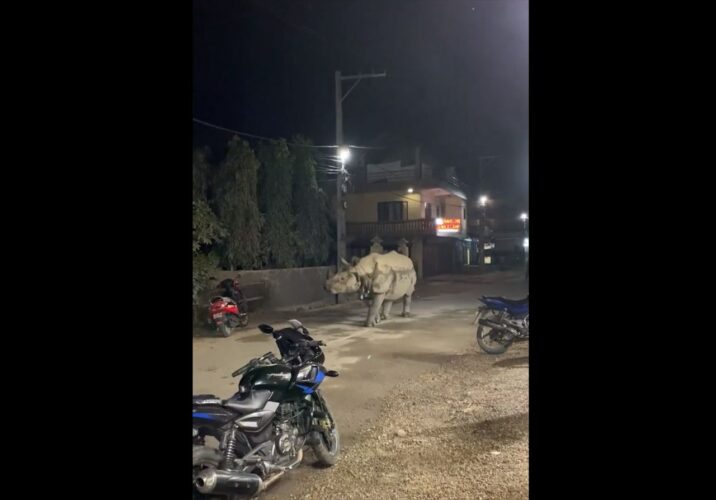 まさにリアル『ジュマンジ』！ネパールの街中に野生のサイが突如出現！！逃げずに傍観している住民も含めて驚きの光景