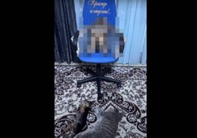 下から見上げる犬猫たちが家来に見える・・。ゲーミングチェアに座る猫、その姿はまるで『ボス』！？【海外・動画】