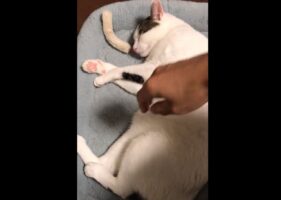 「チラリとも見ないところが猛者」爆睡中の愛猫に目すら開けてもらえず、足で雑に拒否られてしまう瞬間が話題に！