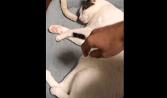 「チラリとも見ないところが猛者」爆睡中の愛猫に目すら開けてもらえず、足で雑に拒否られてしまう瞬間が話題に!