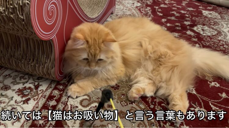 今日の夕食の汁物は猫吸い！？妻が「はい！お吸い物！」と差し出した姿に思わず米吹き出した（笑）