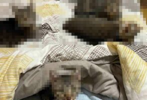 「飼い主の寝る場所がなくなる季節がやってきた」飼い主さんの布団を占拠するキジトラ軍団が可愛すぎる！！