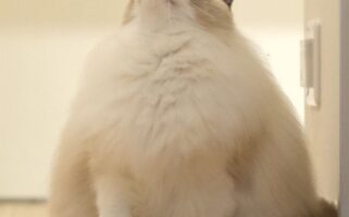 まるで『雪見だいふく』のようなフォルムの猫が話題に！「モフモフモフのモフですね」「加湿器の形にも見える」