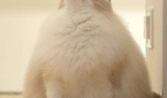 まるで『雪見だいふく』のようなフォルムの猫が話題に!「モフモフモフのモフですね」「加湿器の形にも見える」