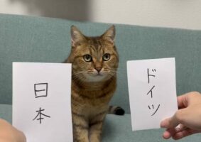 W杯日本対ドイツ戦の結果を完璧に予想していた猫が話題に！「見事に予言的中！スコアまで合ってるとは凄すぎる！」次戦の予想にも注目が！