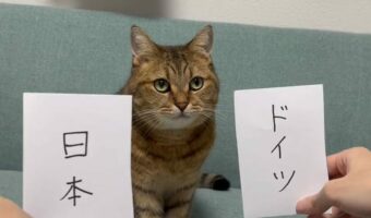 W杯日本対ドイツ戦の結果を完璧に予想していた猫が話題に!「見事に予言的中!スコアまで合ってるとは凄すぎる!」次戦の予想にも注目が!