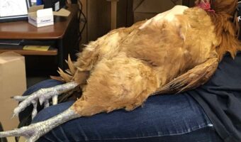 『自分が鶏だということを忘れた鶏』が話題に！「くつろぎ方が人間ですね」「へそ天でリラックスしてるなんて可愛い」