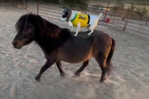 名ジョッキーはなんと犬？！パドックを颯爽と走るポニーの背に見事に乗っています！！【アメリカ・動画】