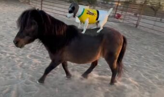 名ジョッキーはなんと犬？！パドックを颯爽と走るポニーの背に見事に乗っています！！【アメリカ・動画】