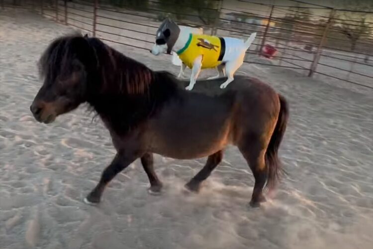 名ジョッキーはなんと犬？！パドックを颯爽と走るポニーの背に見事に乗っています！！【アメリカ・動画】