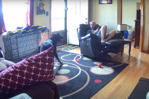 穏やかな時間が一変。ロットワイラーの子犬がオモチャを勢いよくくわえたら・・、まさかのハプニング！！【アメリカ・動画】