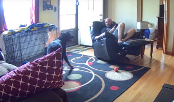 穏やかな時間が一変。ロットワイラーの子犬がオモチャを勢いよくくわえたら・・、まさかのハプニング!!【アメリカ・動画】