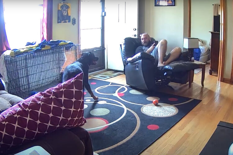 穏やかな時間が一変。ロットワイラーの子犬がオモチャを勢いよくくわえたら・・、まさかのハプニング！！【アメリカ・動画】