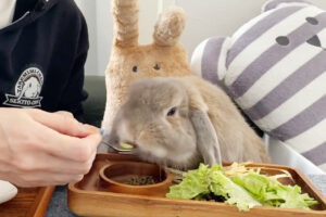 キウイを食べるうさぎさん。しかし酸っぱかったようで・・・大好きなあの食材でお口直しをしていましたよ！
