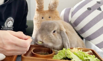 キウイを食べるうさぎさん。しかし酸っぱかったようで・・・大好きなあの食材でお口直しをしていましたよ!