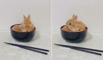 いただきまーす！？美味しそうな「きなこもち」・・・かと思いきや、お椀の中には可愛いうさぎ達の姿が！
