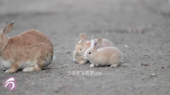 ピョンピョンとママに付いていく小さな仔うさぎ達。瀬戸内海のうさぎ島で撮影された動画が尊すぎる！