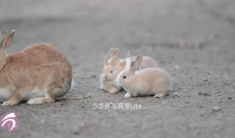 ピョンピョンとママに付いていく小さな仔うさぎ達。瀬戸内海のうさぎ島で撮影された動画が尊すぎる!