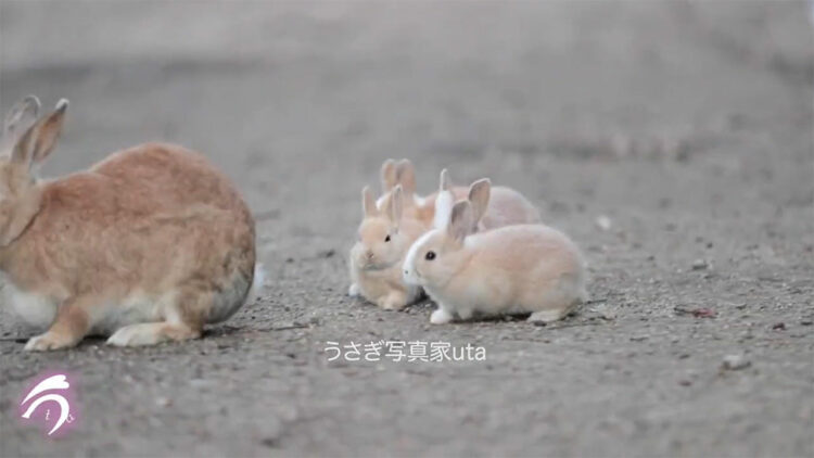 ピョンピョンとママに付いていく小さな仔うさぎ達。瀬戸内海のうさぎ島で撮影された動画が尊すぎる！