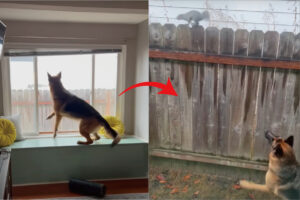 リスは熱血コーチ？！木の実を拾いに来たリスを追いかけに庭へ出たジャーマンシェパードを翻弄するように右へ左へと走り回る！【アメリカ・動画】