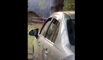 少しだけ窓を開けて駐車していた車にとんだハプニングが！！『ある動物』たちが入り込んだりイタズラしたりとやりたい放題に！！【海外・動画】