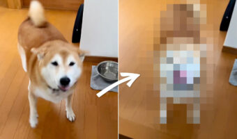 飼い主さんの帰宅を全力で歓迎してくれる柴犬。これだけ喜んでくれるなら帰ってくる甲斐があります!!【Instagram・動画】