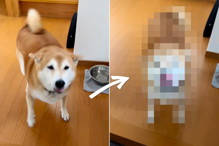 飼い主さんの帰宅を全力で歓迎してくれる柴犬。これだけ喜んでくれるなら帰ってくる甲斐があります！！【Instagram・動画】