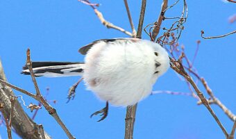 奇跡の一枚が撮れた！首をかしげたままジャンプするシマエナガが話題に！「見えない天井に当たった感」「考え事しながら飛んだのかな？」