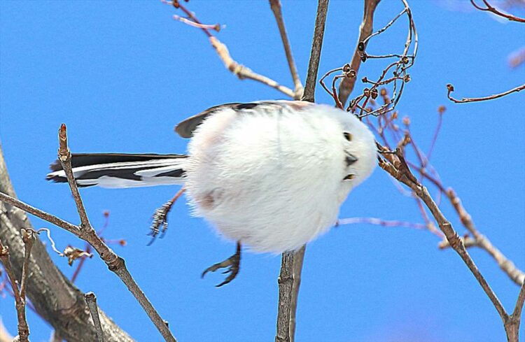 奇跡の一枚が撮れた！首をかしげたままジャンプするシマエナガが話題に！「見えない天井に当たった感」「考え事しながら飛んだのかな？」