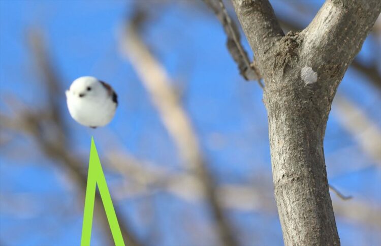 「空飛ぶ豆大福の撮影に成功しました！！」シマエナガの飛行シーンを撮影した写真が話題に！「飛ぶ時もまんまるで可愛い」