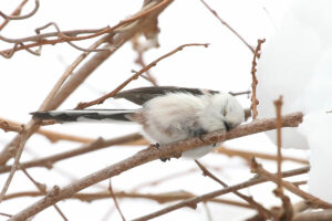 スヤスヤ・・枝に顔をつけて気持ちよさそう目を閉じるシマエナガ。『雪の妖精』の可愛い姿に、幸せな気分になってしまいます！