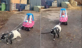 幼い女の子が乗るキッズカーを牽引するのは小さなヤギ！お友達がお庭まで先導してくれて、女の子はとても嬉しそう！！【海外・動画】