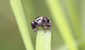 クモの目は宝石のように美しいって知ってる?その目にある能力もご紹介!!