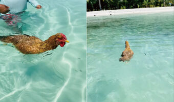 青い空、白い砂浜、透き通ったエメラルドグリーンの海！絶好のロケーションを満喫してを泳ぐのは・・ニワトリ？！？！【海外・動画】