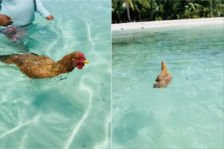 青い空、白い砂浜、透き通ったエメラルドグリーンの海！絶好のロケーションを満喫してを泳ぐのは・・ニワトリ？！？！【海外・動画】