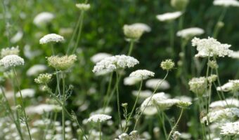 「チャービル」とはどんなハーブ？ケーキや料理に彩りとして飾られていることもあの葉っぱです！！