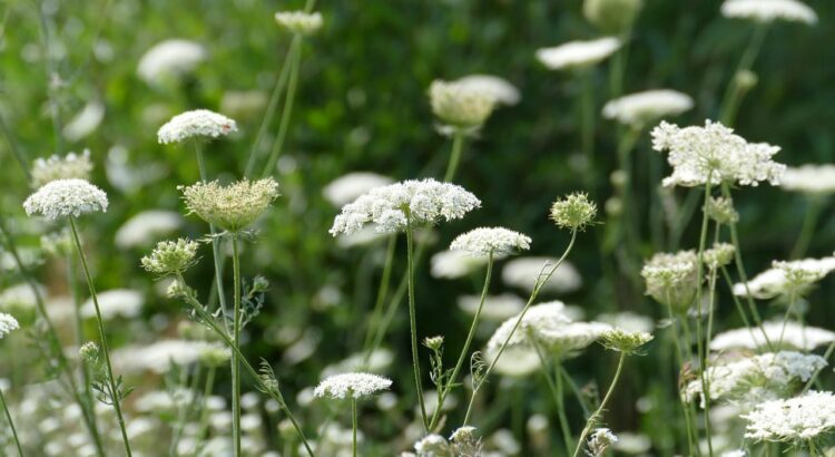「チャービル」とはどんなハーブ？ケーキや料理に彩りとして飾られていることもあの葉っぱです！！