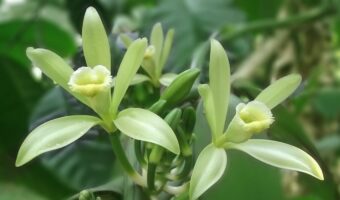 バニラにも花は咲くの?その花言葉は?香料となるバニラの香りがするのはどの部分?