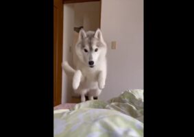 二度寝は絶対に許さない犬が話題に！勢いよくお布団にダイブしてきた後、しばらく見つめる表情が可愛すぎる！