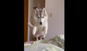 二度寝は絶対に許さない犬が話題に！勢いよくお布団にダイブしてきた後、しばらく見つめる表情が可愛すぎる！