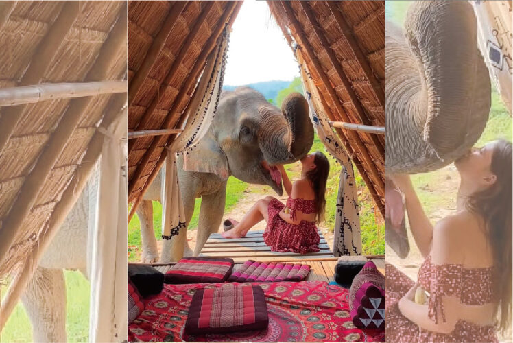 おとぎ話の世界のよう！？ゾウが女の子からごはんを口に運んでもらって大喜び！【海外・動画】